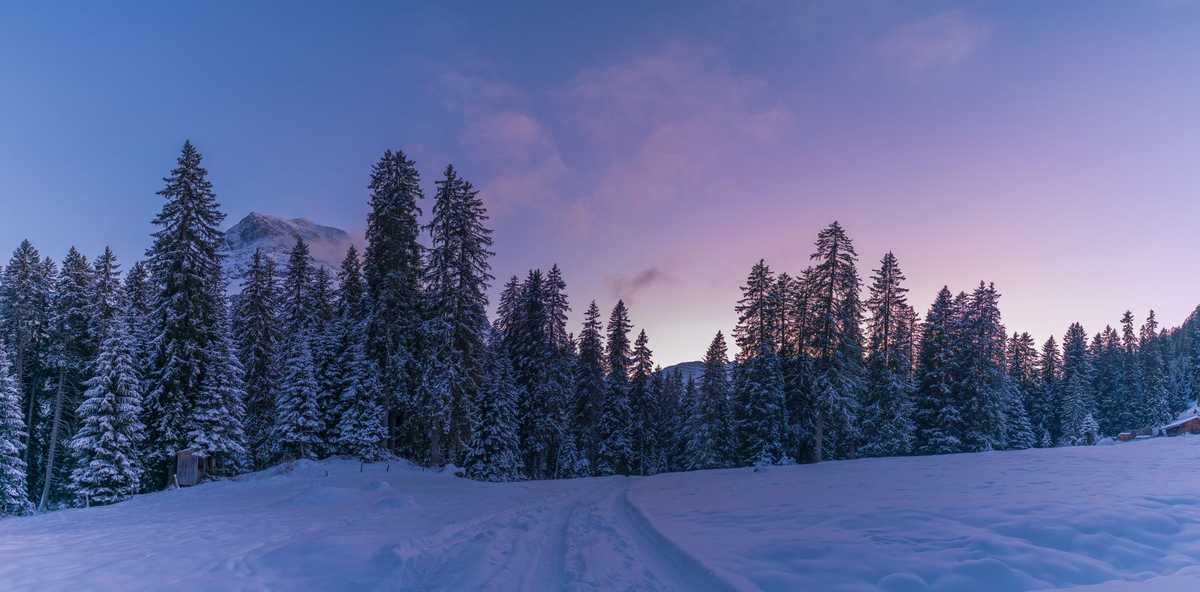 COLD FOREST
